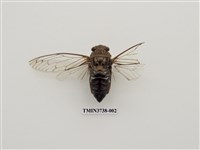 藏品(可禮大蟬)的圖片